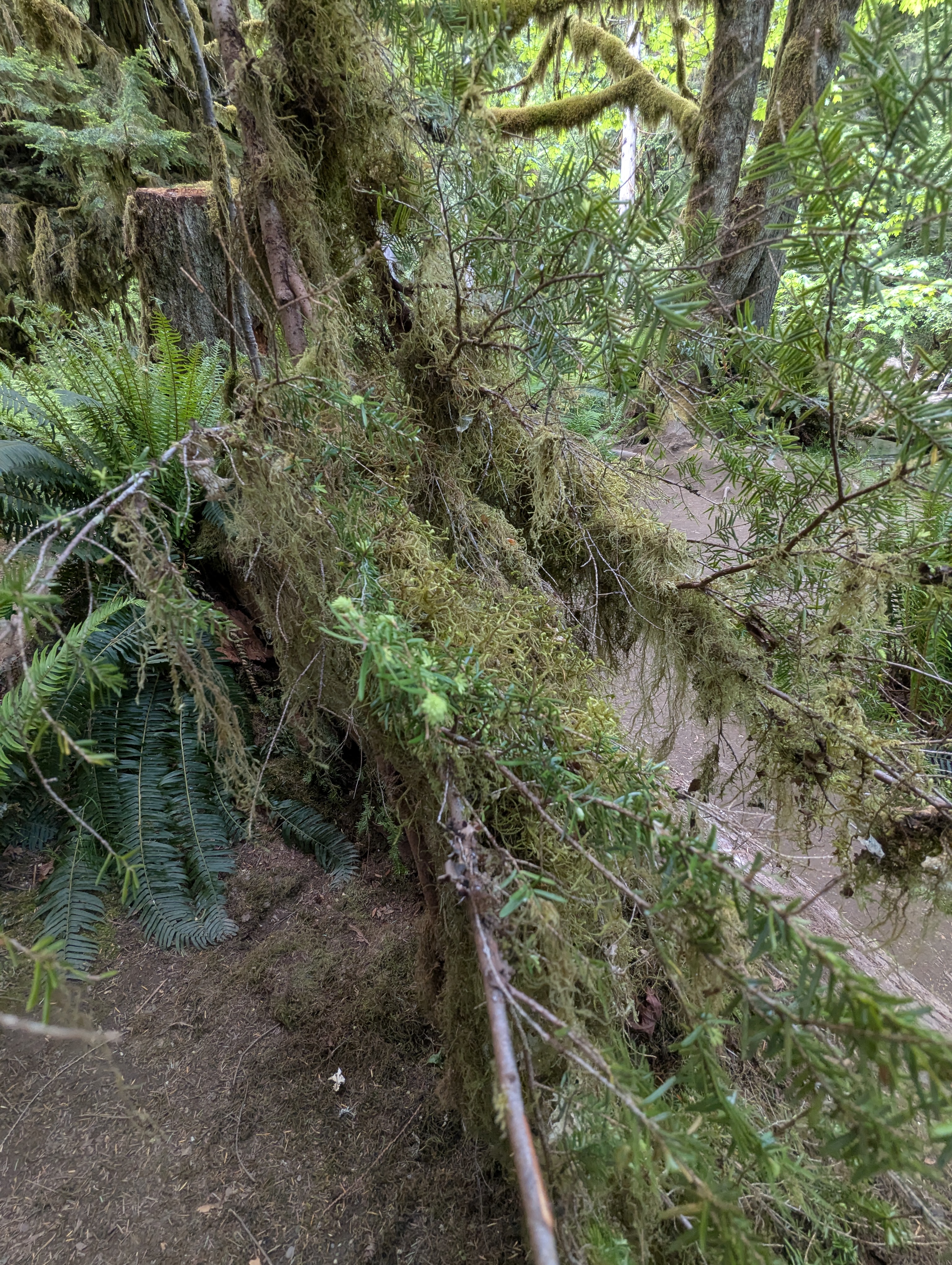 Birthday Trip to Canada, Cathedral Grove, Vancouver Island